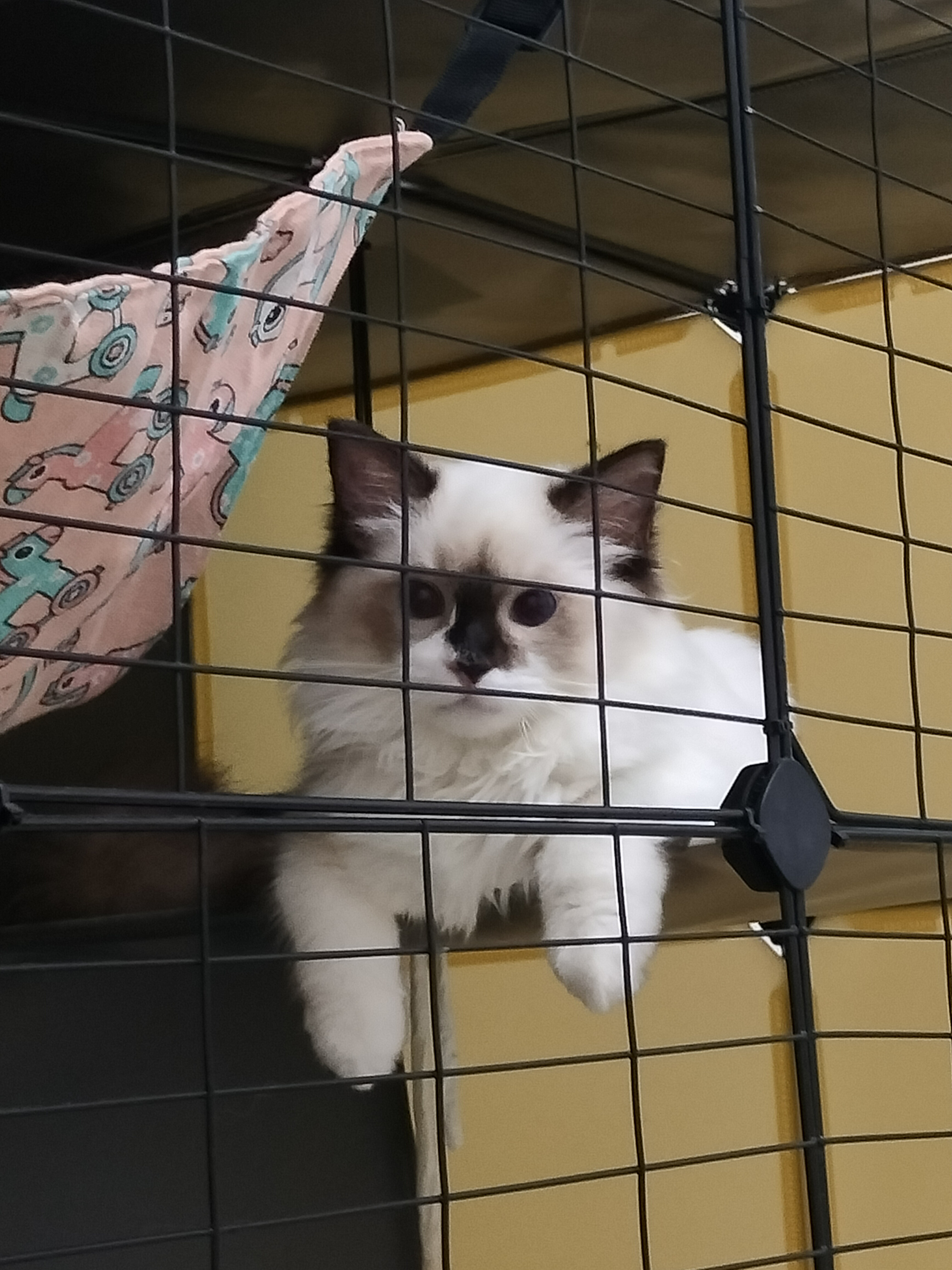清一色布偶猫